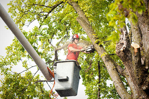 How Our Tree Care Process Works  in Del Norte, CO